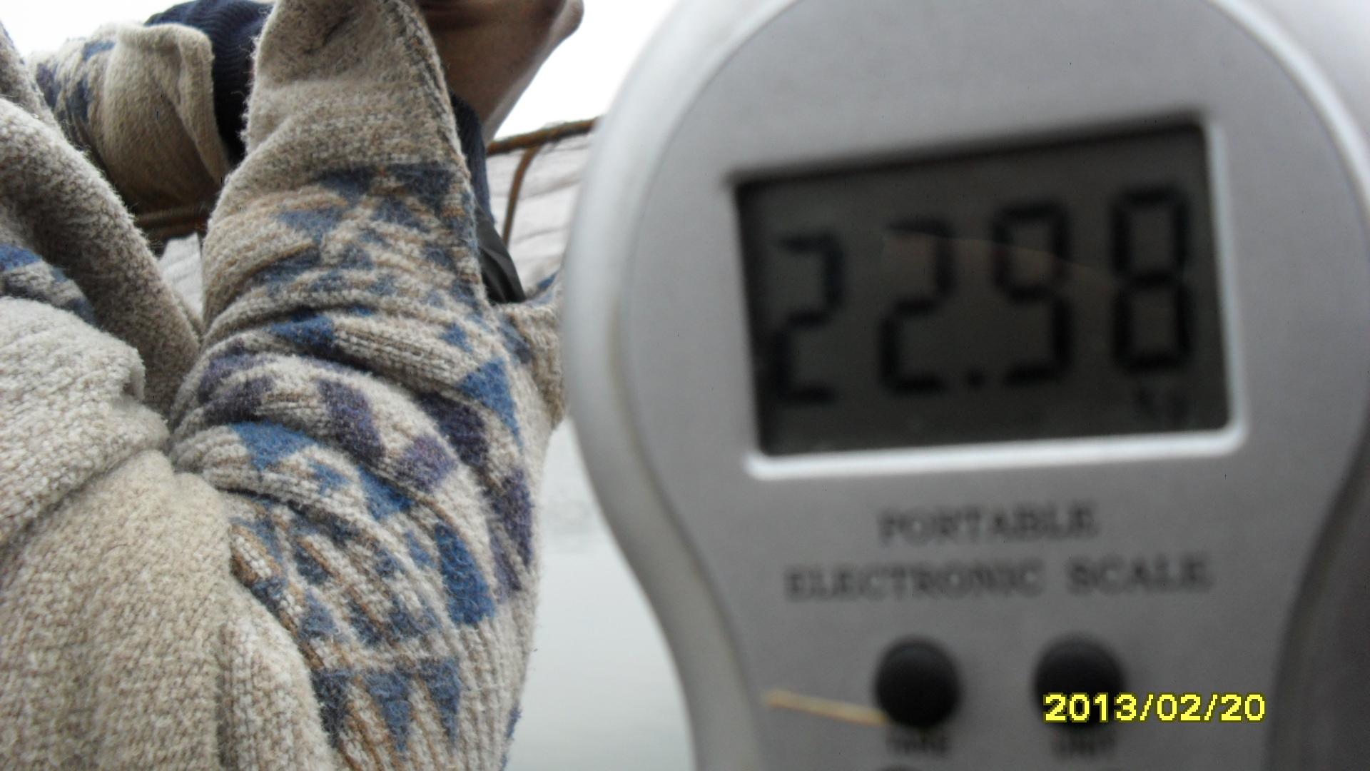 POPULARI MV2 - 2013 - crap-22-kg-moara-vlasiei-2.JPG